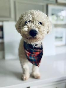 Bichon puppies Registered breeder - Photo 3