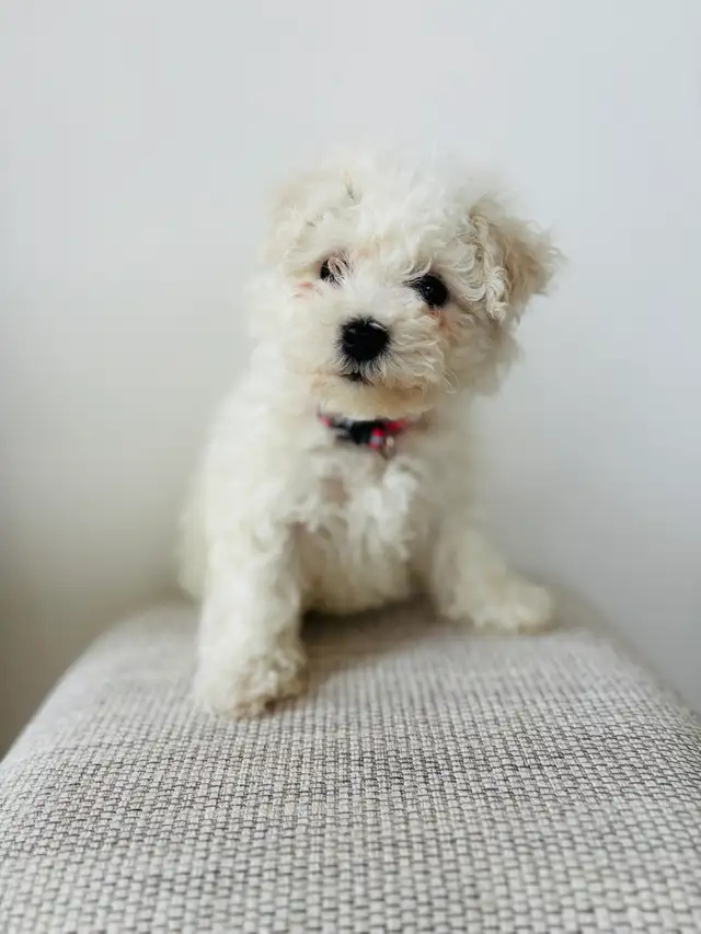 Bichon puppies Registered breeder - Photo 4