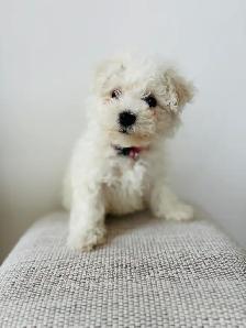 Bichon puppies Registered breeder - Photo 4