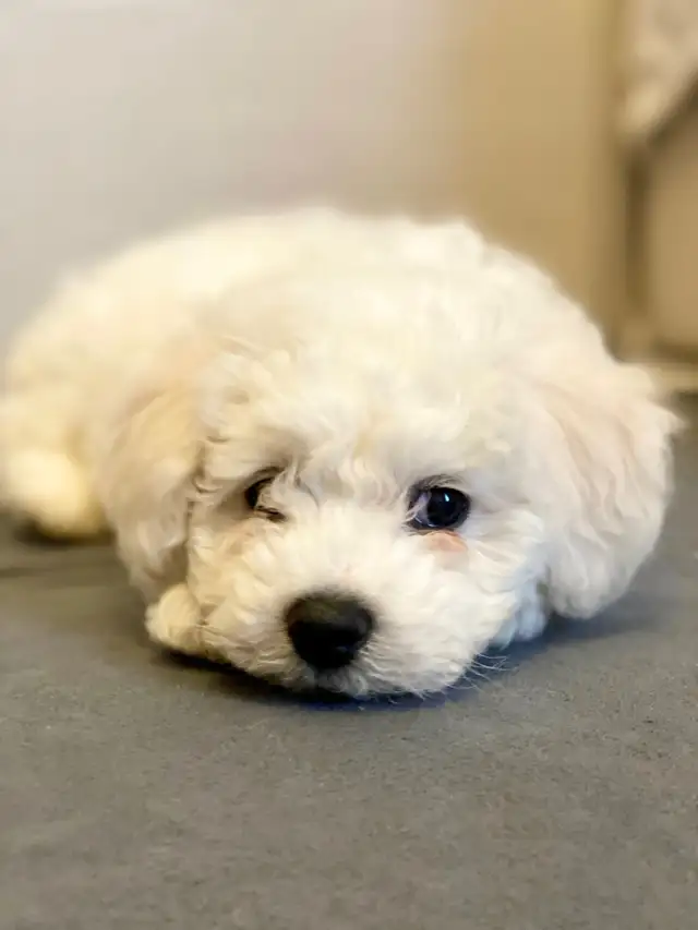 Bichon puppies Registered breeder - Photo 5