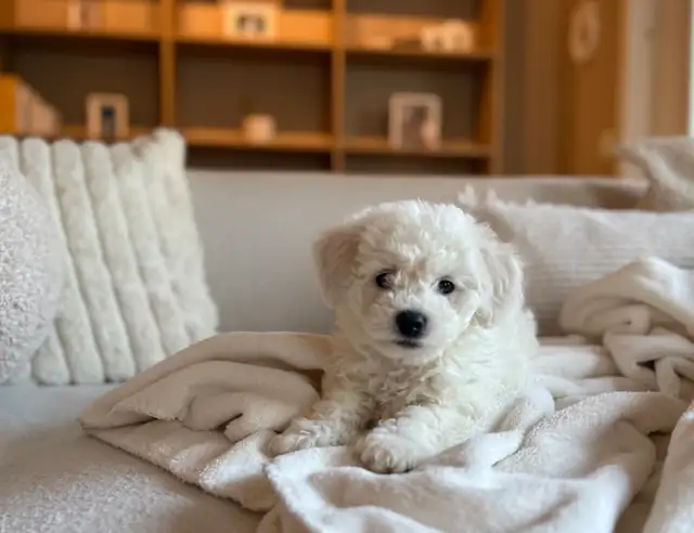 Bichon puppies Registered breeder - Photo 6