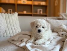 Bichon puppies Registered breeder - Photo 6