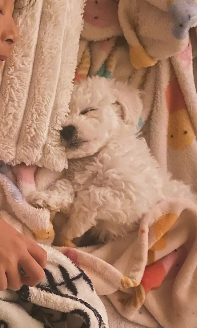 Bichon puppies Registered breeder - Photo 7