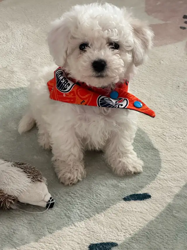 Bichon puppies Registered breeder - Photo 8