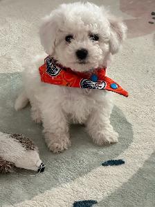Bichon puppies Registered breeder - Photo 8