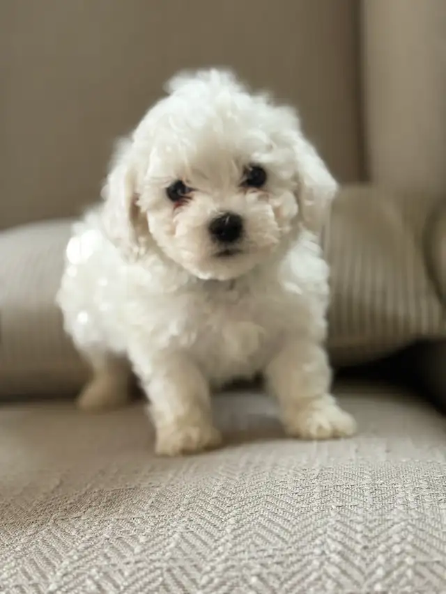 Bichon puppies Registered breeder - Photo 9