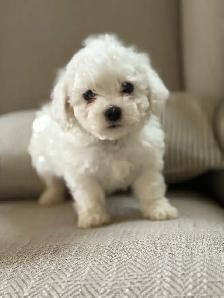 Bichon puppies Registered breeder - Photo 9