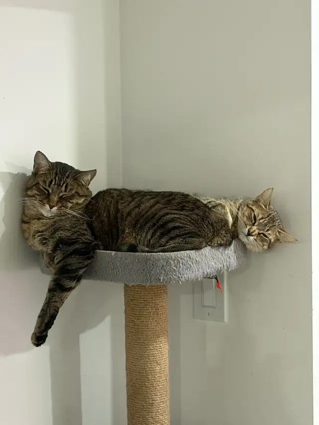 Male and Female Tabby Cat - $200
