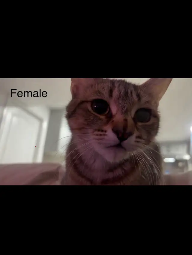 Male and Female Tabby Cat - $200 - Photo 2