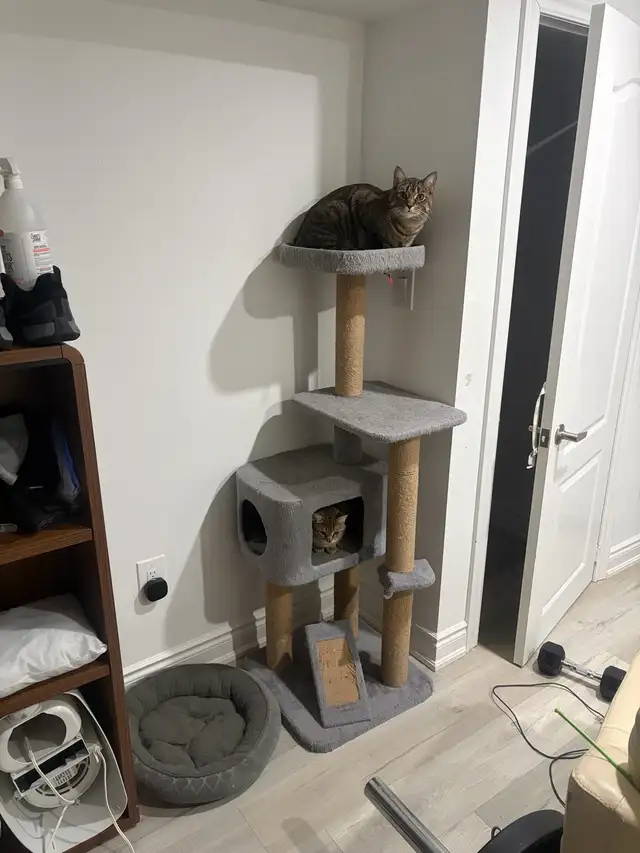 Male and Female Tabby Cat - $200 - Photo 3