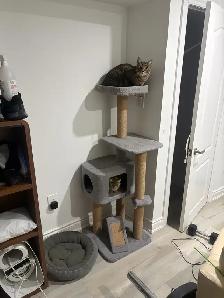 Male and Female Tabby Cat - $200 - Photo 3