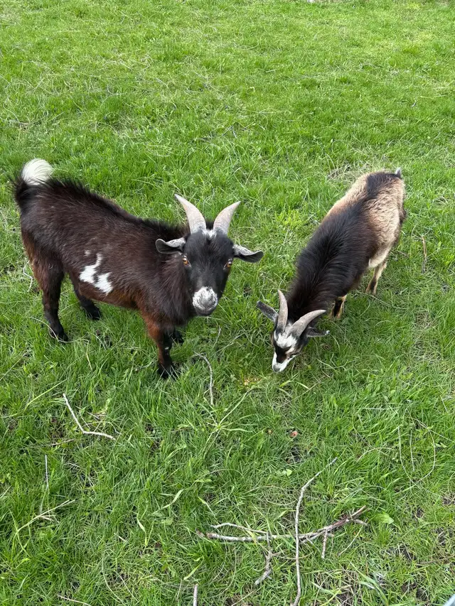 Nigerian dwarf bucks (proven)