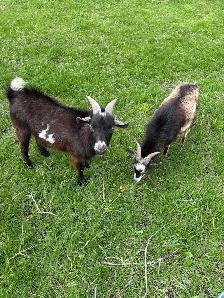 Nigerian dwarf bucks (proven)