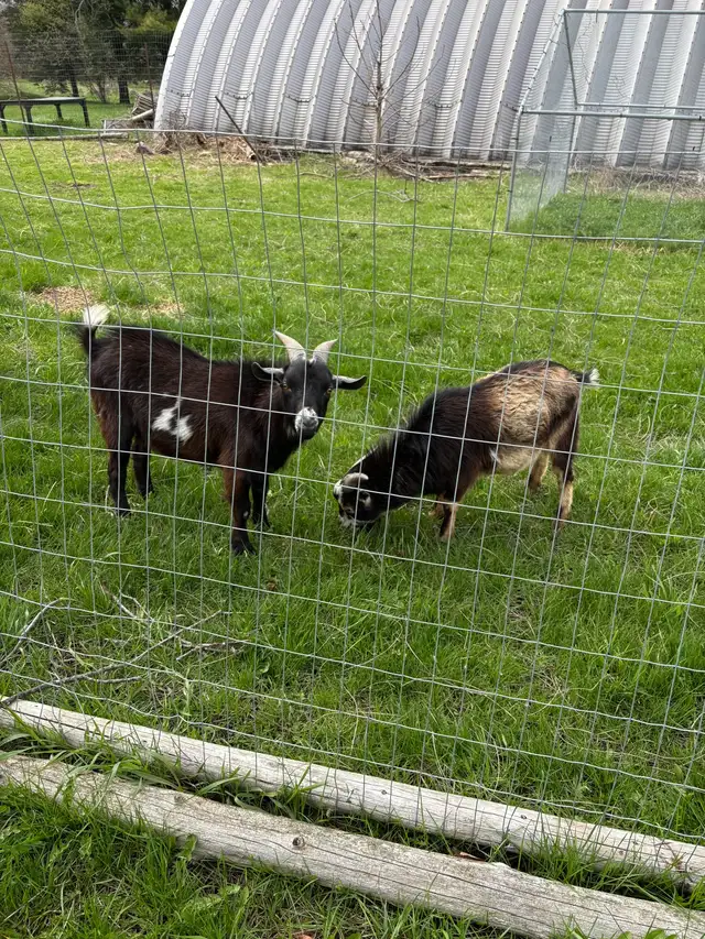 Nigerian dwarf bucks (proven) - Photo 2