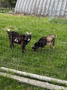 Nigerian dwarf bucks (proven) - Photo 2
