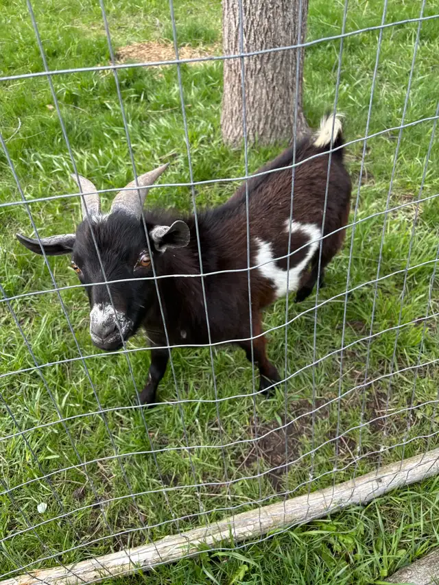 Nigerian dwarf bucks (proven) - Photo 3