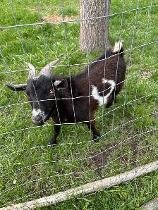 Nigerian dwarf bucks (proven) - Photo 3