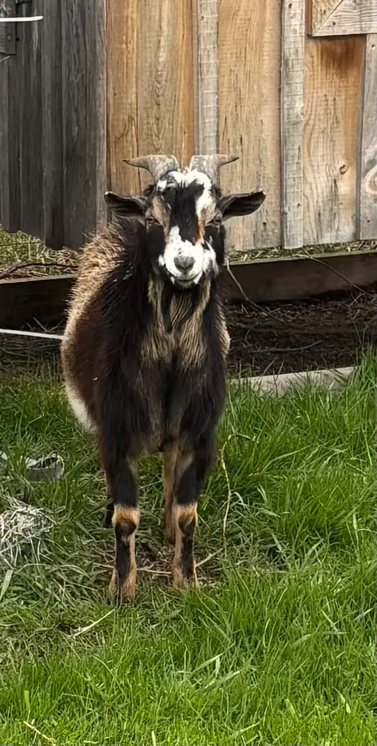 Nigerian dwarf bucks (proven) - Photo 4