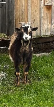 Nigerian dwarf bucks (proven) - Photo 4