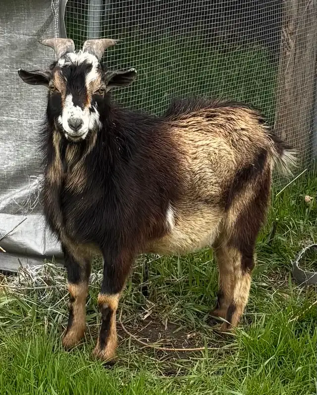 Nigerian dwarf bucks (proven) - Photo 5
