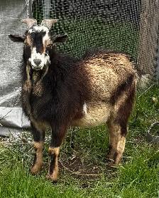 Nigerian dwarf bucks (proven) - Photo 5