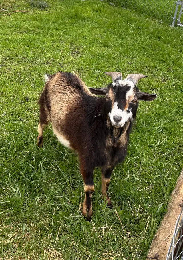 Nigerian dwarf bucks (proven) - Photo 6
