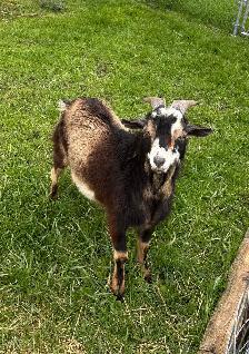 Nigerian dwarf bucks (proven) - Photo 6