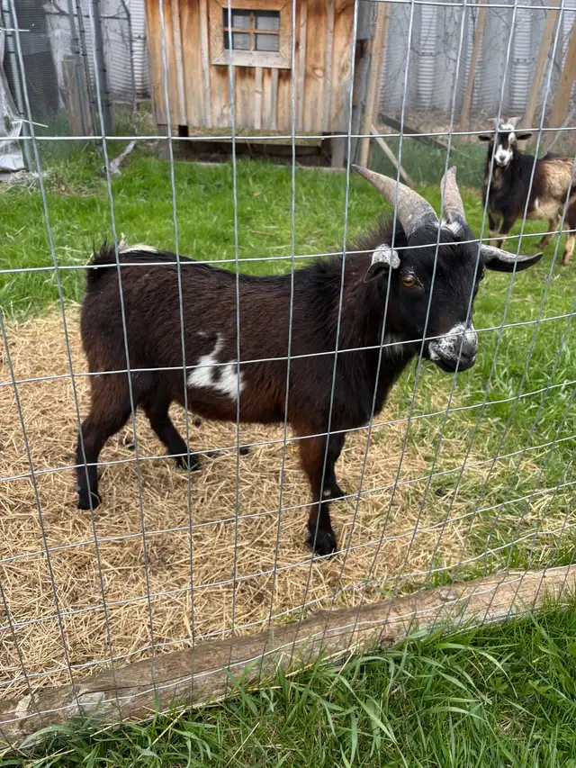 Nigerian dwarf bucks (proven) - Photo 7