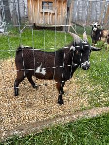 Nigerian dwarf bucks (proven) - Photo 7