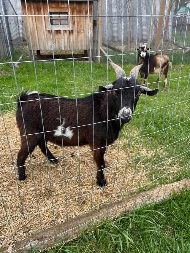 Nigerian dwarf bucks (proven) - Photo 8