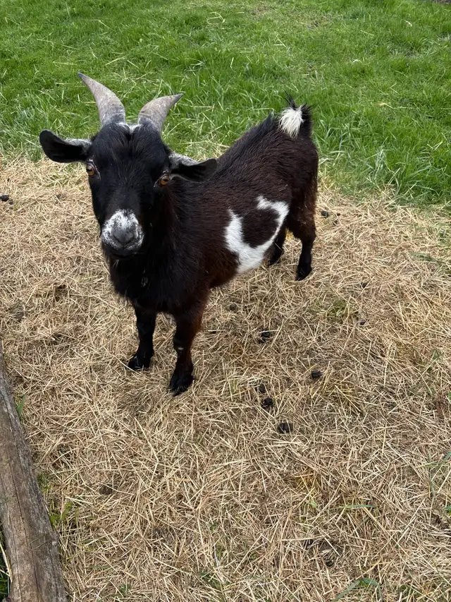 Nigerian dwarf bucks (proven) - Photo 9
