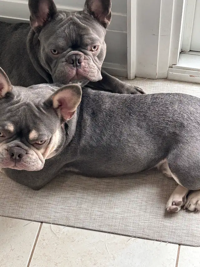 Frenchies - 2 brothers