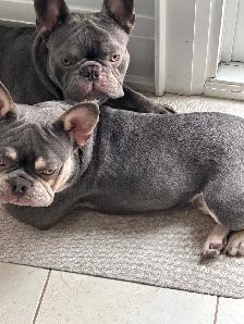 Frenchies - 2 brothers