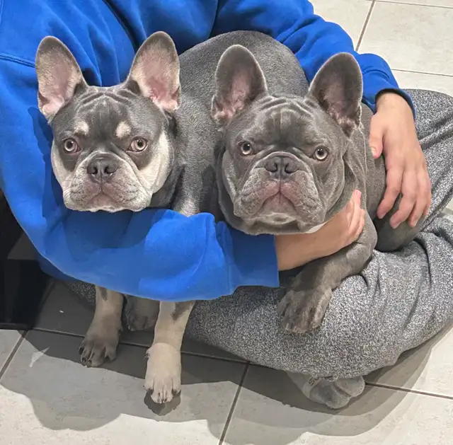 Frenchies - 2 brothers - Photo 2