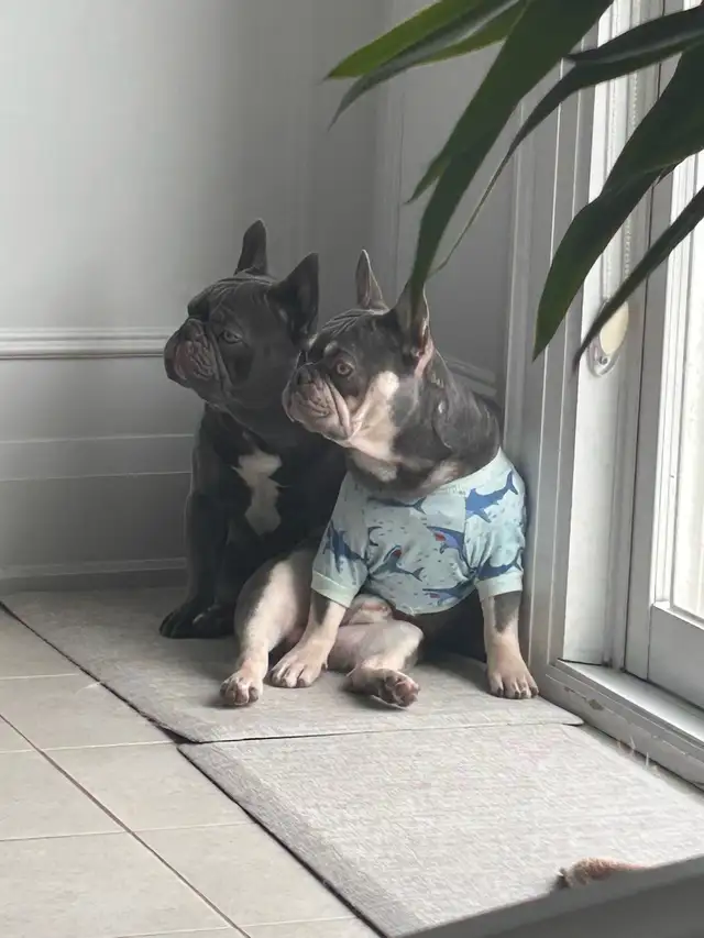 Frenchies - 2 brothers - Photo 3