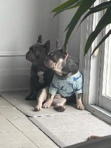 Frenchies - 2 brothers - Photo 3