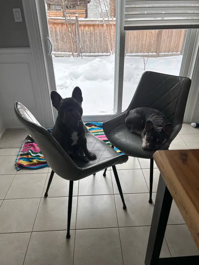Frenchies - 2 brothers - Photo 5