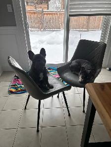Frenchies - 2 brothers - Photo 5