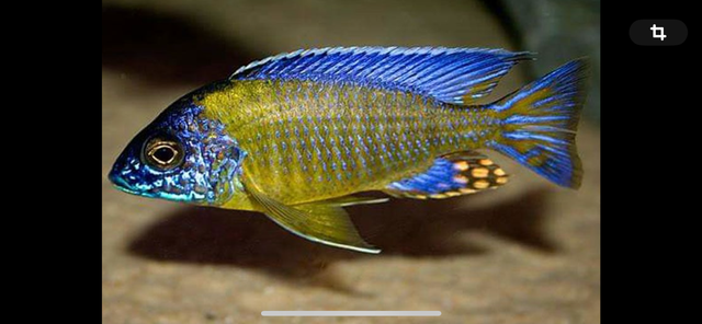 Poissons divers à vendre