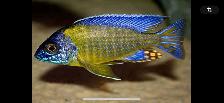 Poissons divers à vendre