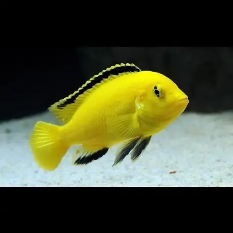 Poissons divers à vendre - Photo 2