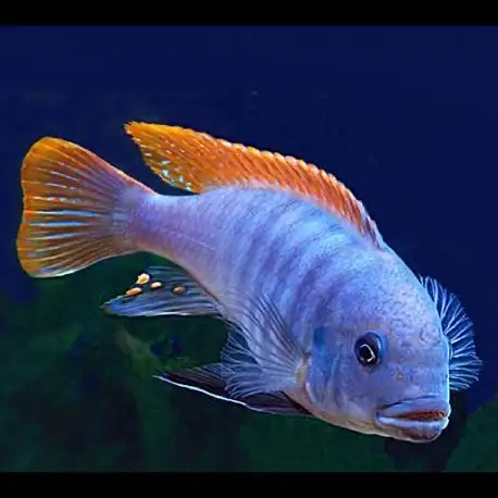 Poissons divers à vendre - Photo 3