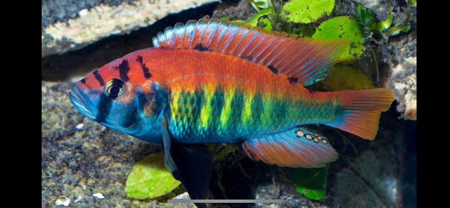 Poissons divers à vendre - Photo 4