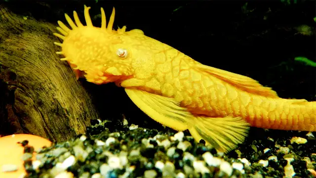 Poissons divers à vendre - Photo 5