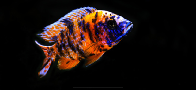 Poissons divers à vendre - Photo 6