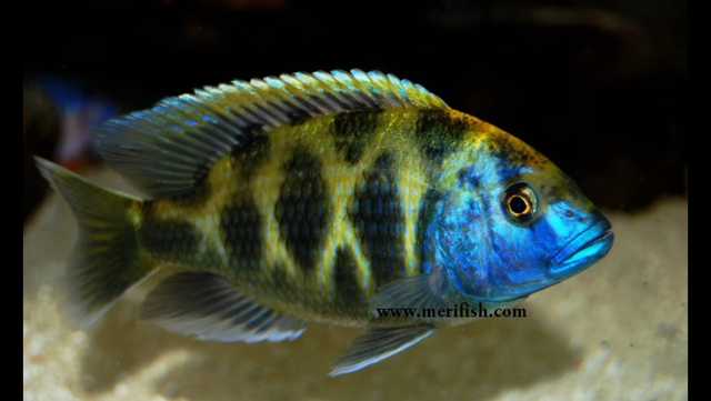 Poissons divers à vendre - Photo 7