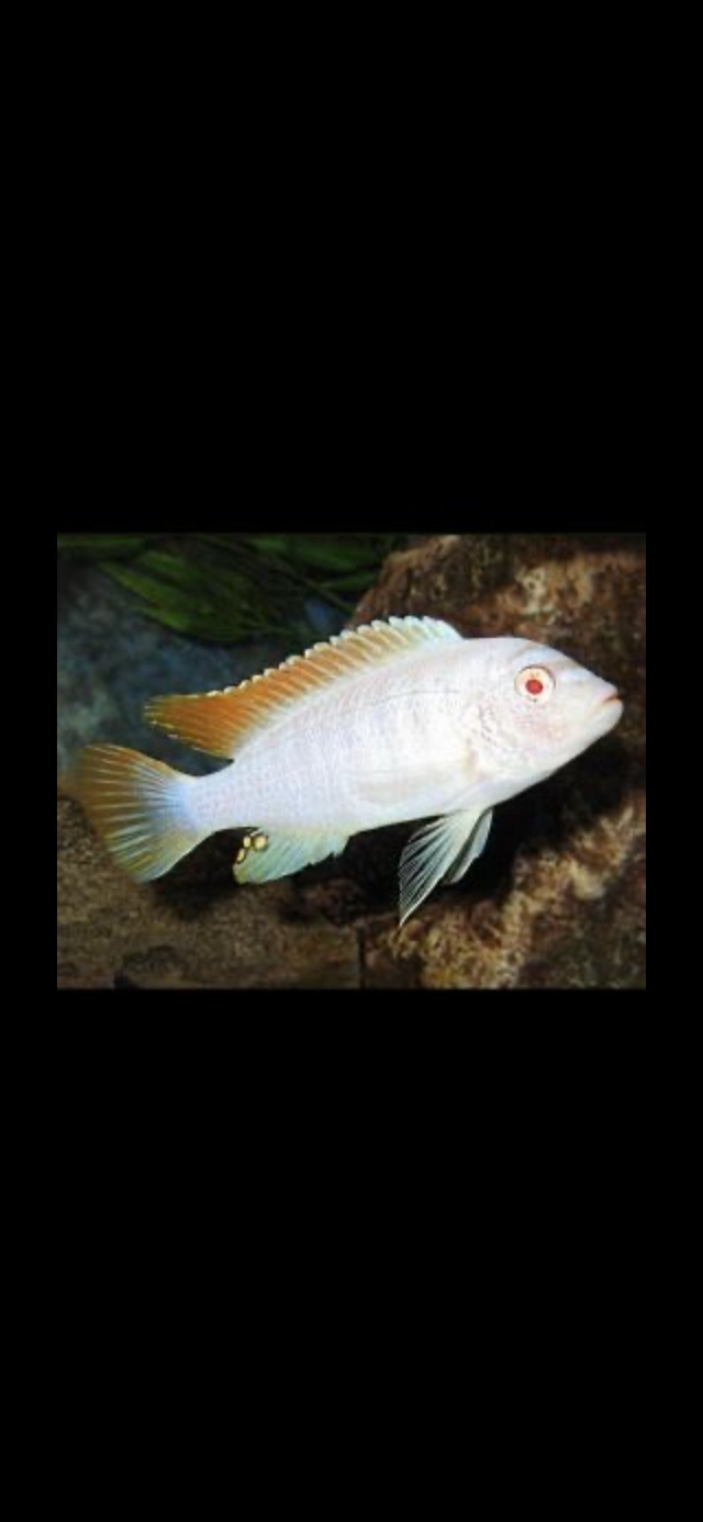Poissons divers à vendre - Photo 9