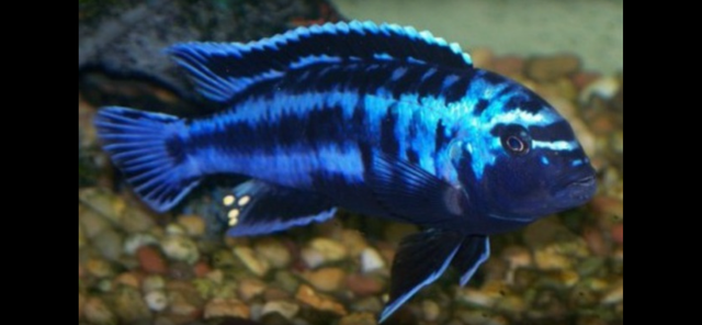 Poissons divers à vendre - Photo 10