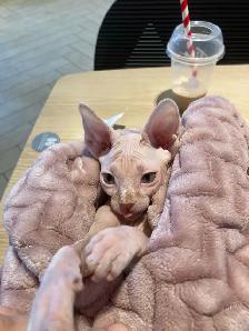 Sphynx kitten for adoption ❤️