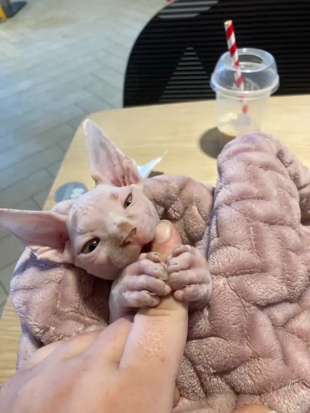 Sphynx kitten for adoption ❤️ - Photo 2